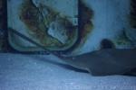 Longcomb sawfish