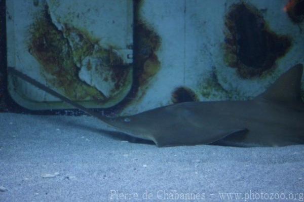 Longcomb sawfish