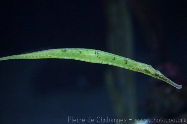 Alligator pipefish