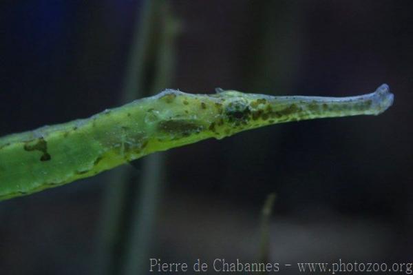 Alligator pipefish