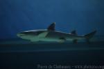 Whitetip reef shark