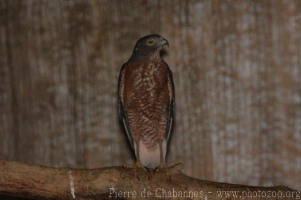 Japanese sparrowhawk
