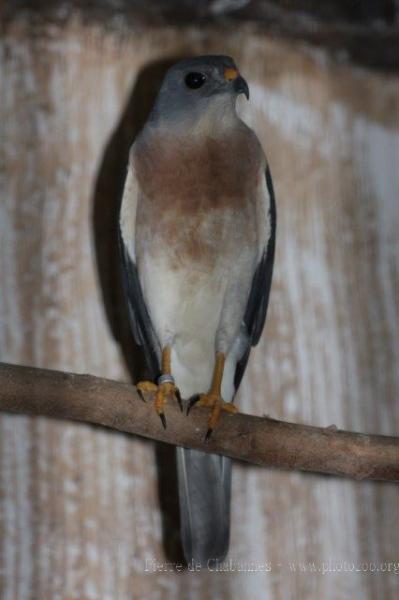 Chinese goshawk *