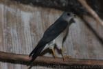 Chinese goshawk *