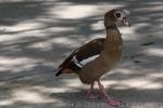 Egyptian goose