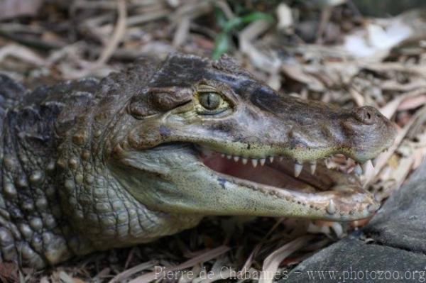 Spectacled caiman