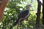 Green imperial-pigeon