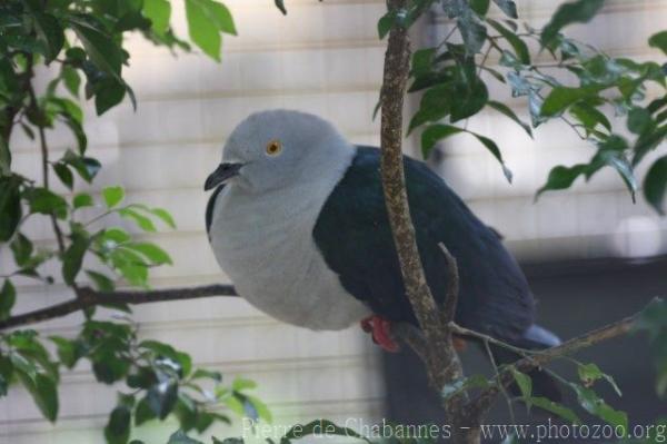 Elegant imperial pigeon