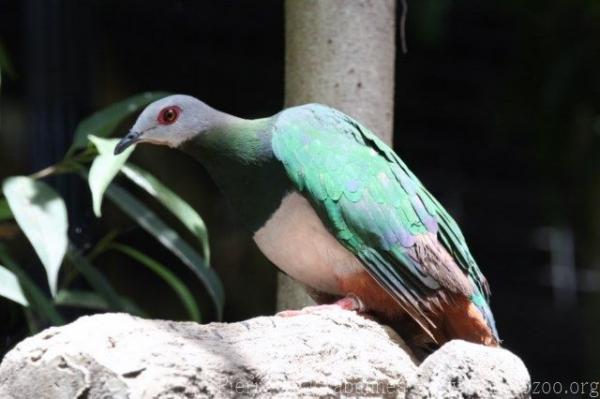 Pink-bellied imperial-pigeon