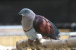 Zoe's imperial-pigeon