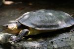 New Guinea snapping turtle