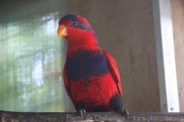 Red-and-blue lory