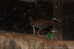 Barred rail