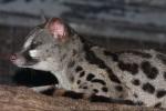 Rusty-spotted genet