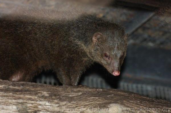 Palawan mongoose