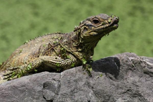 Philippine sailfin lizard