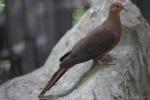 Philippine cuckoo-dove