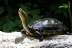 Chinese stripe-necked turtle