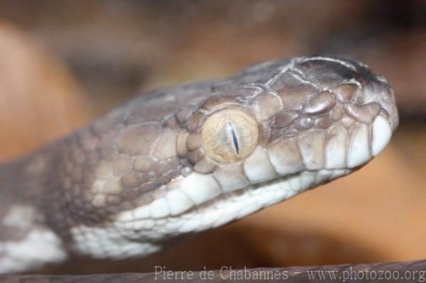 Tanimbar python