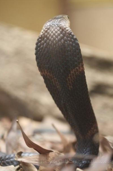 Equatorial spitting cobra