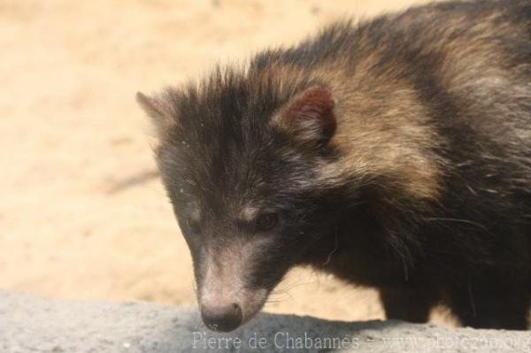 Raccoon dog