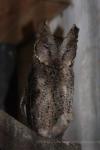 Luzon lowland scops-owl