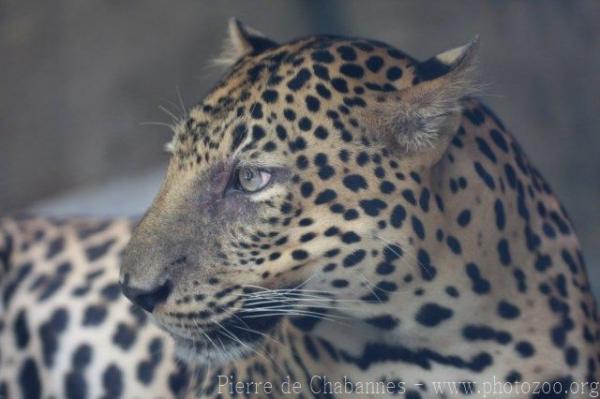 Javan leopard