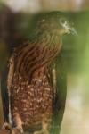 Philippine honey-buzzard