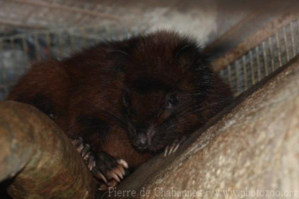 Southern Luzon giant cloud rat