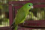 Green racquet-tail