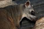 Crab-eating raccoon