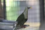 Black-chinned fruit-dove