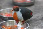 Flame-breasted fruit-dove