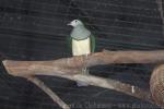 Cream-bellied fruit-dove