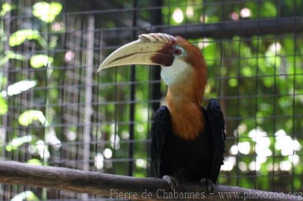 Papuan hornbill