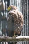 Philippine serpent-eagle