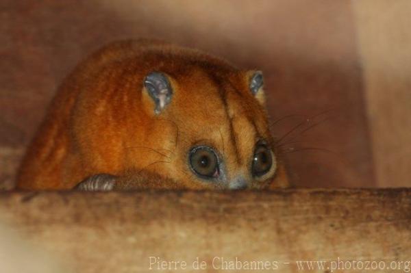 Peleng cuscus