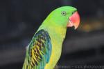 Great-billed parrot