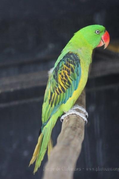 Great-billed parrot