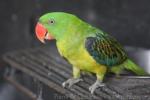 Great-billed parrot