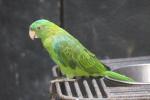 Blue-backed parrot