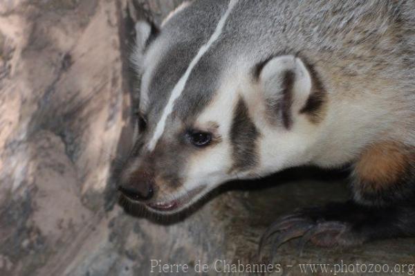 American badger