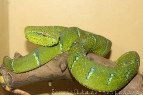 Philippines temple pitviper