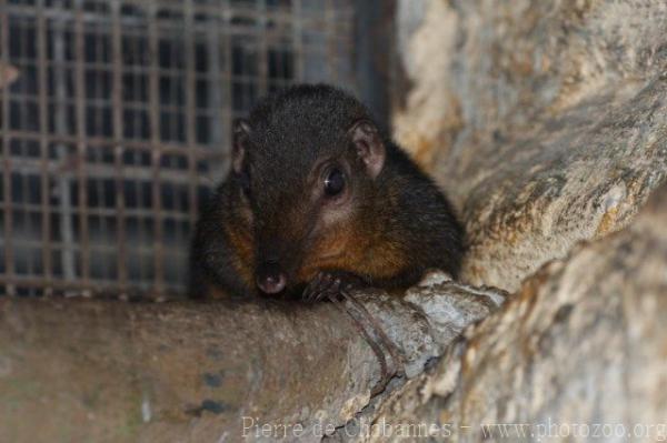 Palawan treeshrew