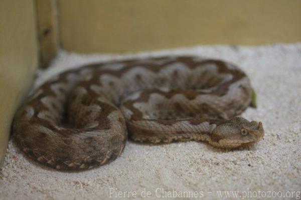 Nose-horned viper