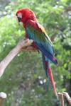 Green-winged macaw