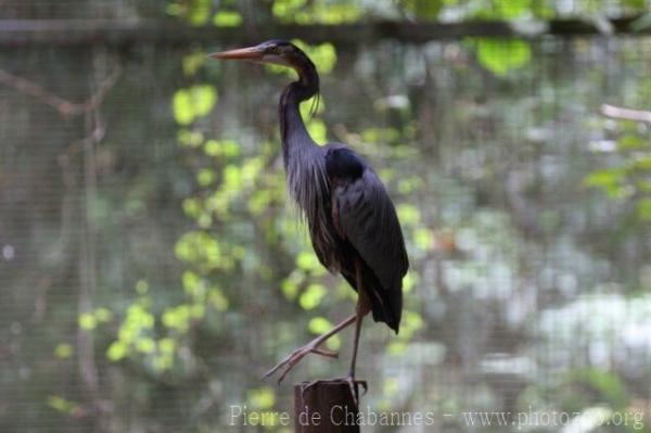 Asian purple heron