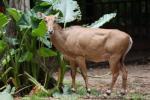 Nilgai