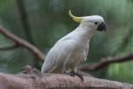 Eleonora cockatoo