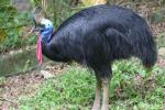 Southern cassowary